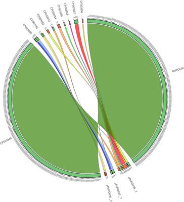The Complete Genome Sequence and Structure of the Oleaginous Rhodococcus opacus Strain PD630 Through Nanopore Technology